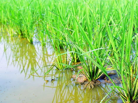 “Sứ mệnh” cây lúa Việt Nam trong thời kỳ mới