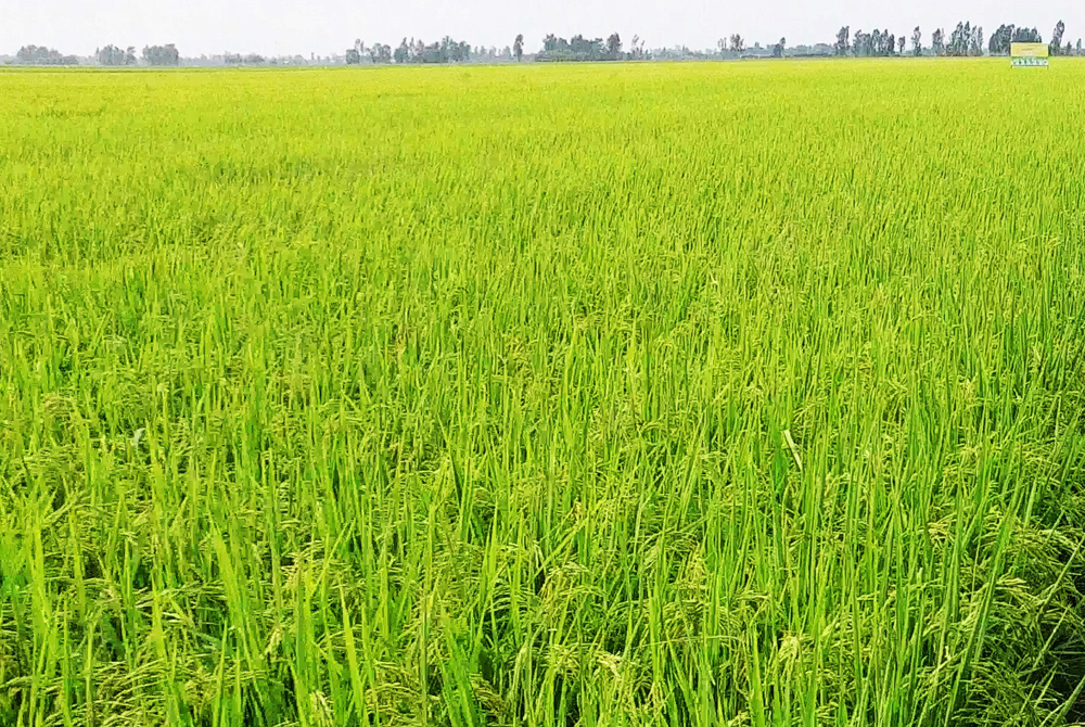 Phòng trừ bệnh bạc lá và đốm sọc vi khuẩn trên lúa