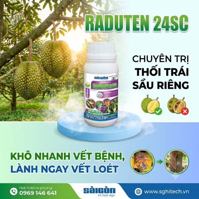 Quản lý bệnh nứt thân, xì mủ, thối trái sầu riêng.